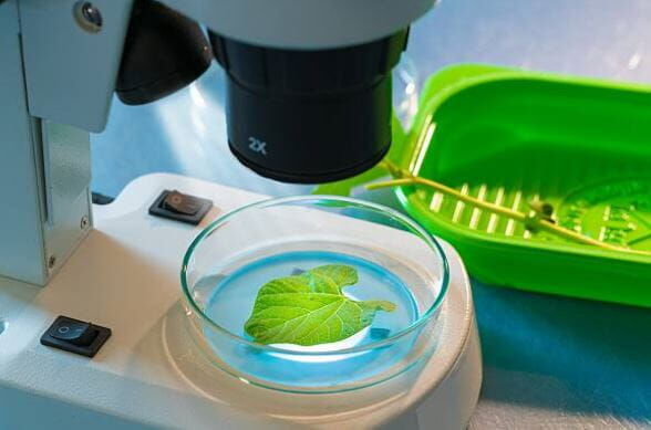 Agro Smart Lab Enfermedades fúngicas de las plantas: pruebas de patógenos que causan enfermedades