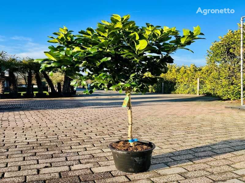 citroenboom 160cm hoog arbusto decorativo