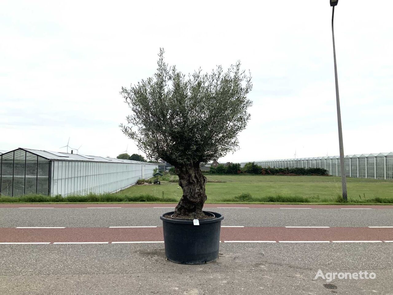 olijfboom (Olea Europaea Lessini) arbusto decorativo